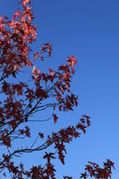 below, branch, day, England, leaf, London, natural light, park, sunny, The United Kingdom, tree