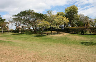 day, eye level view, Florida, grass, Miami, park, summer, sunny, The United States, tree