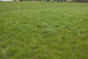 Austria, day, diffuse, diffused light, eye level view, grass, lowered, natural light, Niederosterreich, Pochlarn, spring