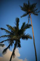 below, dusk, Florida, Miami, palm, The United States, vegetation, winter