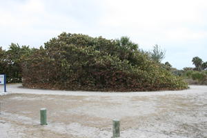 ambient light, bush, day, diffuse, diffused light, eye level view, Florida, overcast, The United States, winter