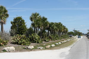 bush, day, eye level view, Florida, palm, road, Sarasota, sunny, sunshine, The United States, tree, vegetation, winter