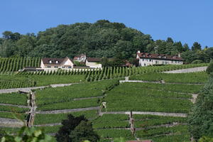 day, eye level view, hill, house, Lausanne, natural light, summer, sunny, Switzerland, tree, Vaud, vegetation