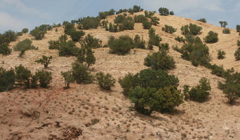 Agadir, day, desert, diffuse, diffused light, eye level view, Morocco, shrub