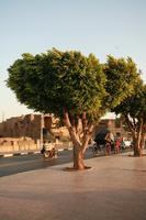 day, dusk, East Timor, Egypt, Egypt, eye level view, natural light, street, tree, vegetation