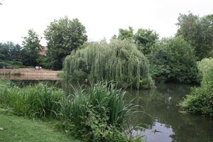 Abingdon, bush, day, England, eye level view, natural light, park, pond, shrub, summer, The United Kingdom, tree, weeping willow