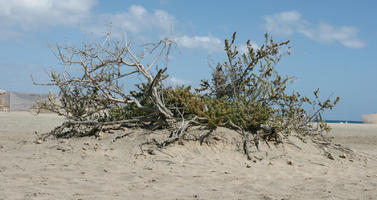 Canarias, day, direct sunlight, dunes, eye level view, Las Palmas, shrub, Spain, spring, sunny