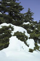 below, coniferous, day, evergreen, France, Greolieres, Provence Alpes Cote D