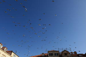 autumn, below, bird, bright, Croatia, day, Dubrovacko-Neretvanska, Dubrovnik, natural light, sunny