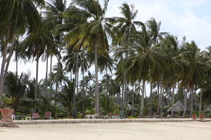 beach, day, eye level view, Ko Phi Phi Don, Krabi, natural light, palm, sunbed, Thailand, tree, vegetation