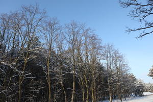 afternoon, bright, coniferous, day, deciduous, eye level view, Poland, snow, sunny, tree, Wielkopolskie, winter, woodland