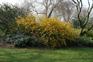 bush, day, England, eye level view, flowered bush, London, park, shrub, spring, sunny, The United Kingdom