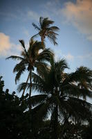 below, dusk, Florida, Miami, palm, The United States, vegetation, winter