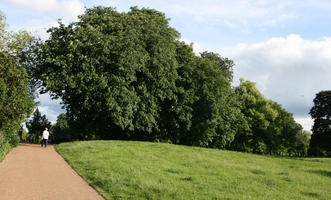 broad-leaf tree, broad-leaved tree, day, England, eye level view, grass, London, park, summer, sunny, The United Kingdom, treeline