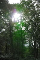 autumn, bright, day, England, eye level view, London, park, The United Kingdom, tree, vegetation