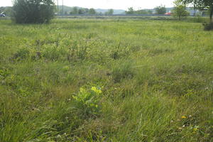 Croatia, day, direct sunlight, eye level view, grass, summer, sunny