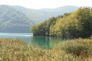 Croatia, day, eye level view, forest, Karlovacka, lake, mountain, reed, sunny, tree, vegetation