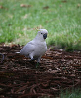 Australia, bird, day, eye level view, natural light, New South Wales, park, parrot, summer, Sydney