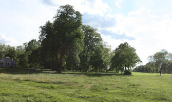 broad-leaf tree, broad-leaved tree, day, England, eye level view, grass, London, park, summer, sunny, The United Kingdom