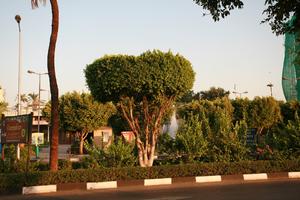 dusk, Egypt, eye level view, street, tree, vegetation