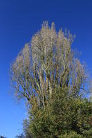 below, day, England, London, natural light, park, sunny, The United Kingdom, tree, vegetation