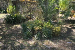 day, eye level view, Florida, Miami, natural light, palm, park, sunny, The United States, tropical, vegetation, winter