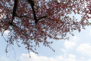 below, blooming, blossom, branch, day, deciduous, England, London, spring, sunny, The United Kingdom, tree