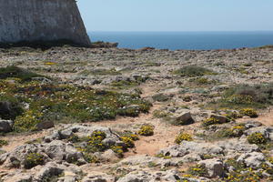 day, eye level view, Faro, Faro, flower, greenery, ground, open space, path, Portugal, rock, rockery, rocks, sand, seascape, shrub, summer, sunlight, sunny, vegetation, waterfront