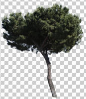 coniferous, cutout, cutout trees, day, evergreen, eye level view, pine, Pinus pinea, summer, sunny