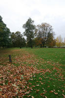 autumn, broad-leaf tree, broad-leaved tree, day, deciduous, England, eye level view, grass, leaves, London, natural light, park, The United Kingdom, tree