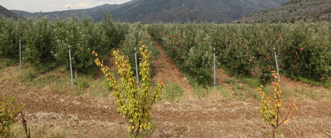 agriculture, autumn, Croatia, day, diffuse, diffused light, eye level view, field, fruit, tree, young