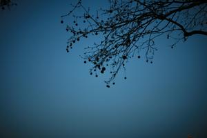 below, branch, dusk, England, evening, London, The United Kingdom