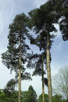 below, coniferous, day, England, natural light, The United Kingdom, tree, Woking