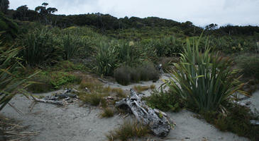 beach, bush, day, eye level view, New Zealand, Otago, overcast, plant, summer, sunlight, sunny, sunshine