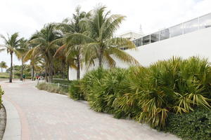 day, diffuse, diffused light, eye level view, Florida, Miami, palm, path, pavement, Phoenix canariensis, shrub, summer, The United States