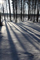 afternoon, backlight, bright, day, eye level view, Poland, shady, snow, sunny, Wielkopolskie, winter, woodland