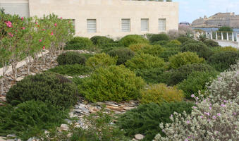 autumn, bush, day, diffuse, diffused light, eye level view, flowered bush, garden, Malta, natural light, shrub