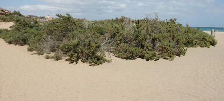 Canarias, day, direct sunlight, dunes, eye level view, Las Palmas, shrub, Spain, spring, sunny