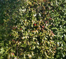 close-up, day, greenery, hedge, sunny, texture