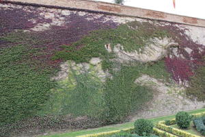 autumn, Barcelona, bush, Cataluña, day, eye level view, green wall, hedge, shrub, Spain, sunny