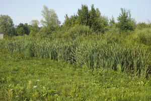 Croatia, day, direct sunlight, eye level view, grass, reed, summer, sunny