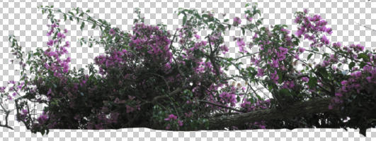 branch, cutout, cutout plants, day, diffuse, diffused light, eye level view, flowering, shrub, spring