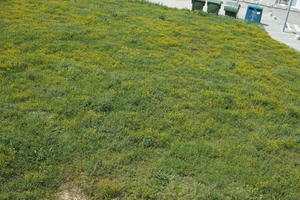 Croatia, day, elevated, field, flower field, garden, grass, long grass, spring, sunny, vegetation, Zadar, Zadarska