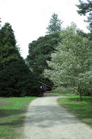 day, England, eye level view, garden, grass, natural light, park, The United Kingdom, tree, Woking