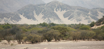 bush, day, desert, evergreen, eye level view, Peru, shrub, summer, sunny