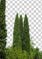 coniferous, cutout, cutout trees, cypress, day, evergreen, eye level view, summer, sunny