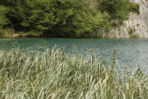 Croatia, day, diffuse, diffused light, eye level view, Karlovacka, lake, natural light, reed, summer