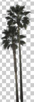 afternoon, ambient light, cloudy, cutout, cutout plants, day, desert fan palm, diffuse, diffused light, evergreen, eye level view, Mexican fan palm, Mexican washingtonia, natural light, overcast, palm, spring, tree, Washingtonia filifera, Washingtonia robusta