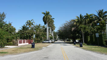 day, evergreen, eye level view, Florida, Miami, palm, royal palm, Roystonea regia, street, summer, sunny, The United States