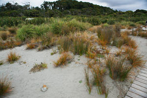 day, diffuse, diffused light, eye level view, grass, natural light, New Zealand, overcast, plant, sand dune, summer, West Coast